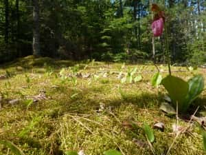 Boundary Waters Outfitting